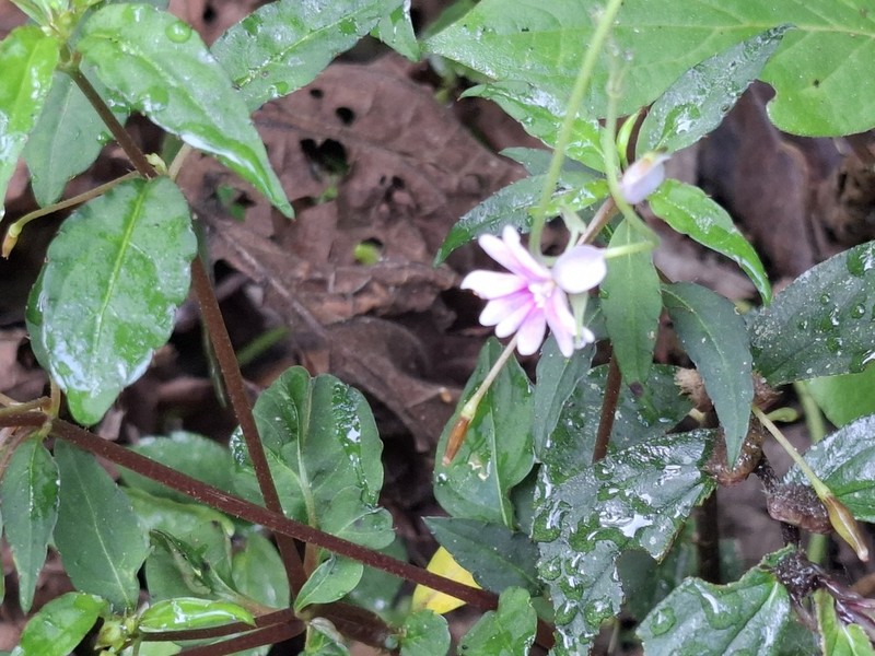 Impatiens punaensis photo 7