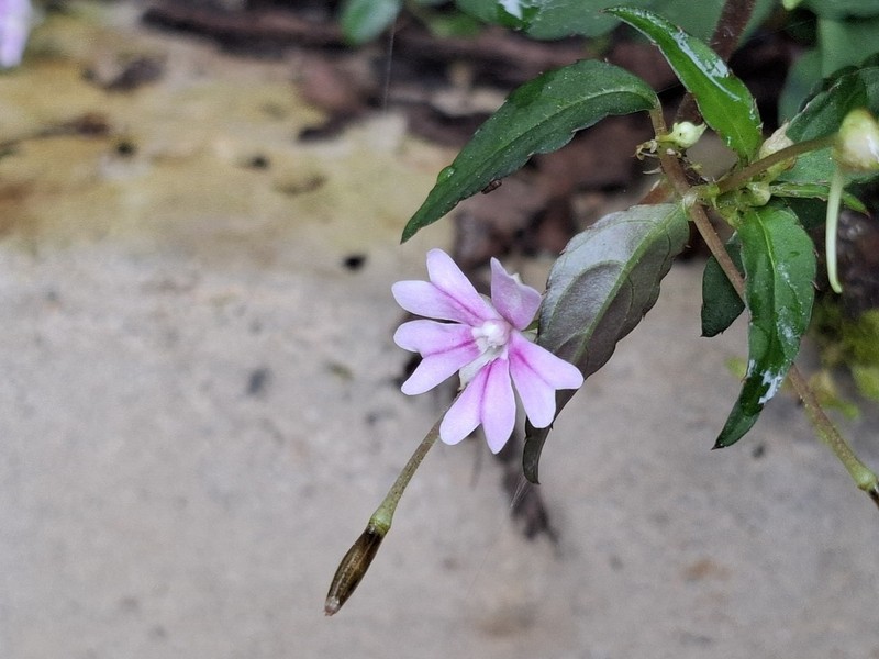 Impatiens punaensis photo 8