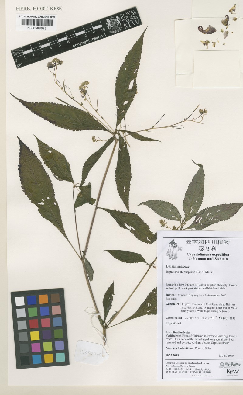 Impatiens purpurea