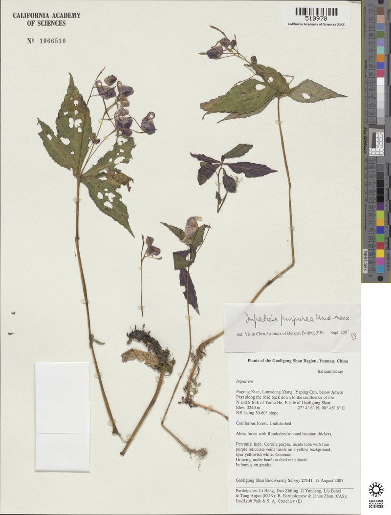 Impatiens purpurea photo 2