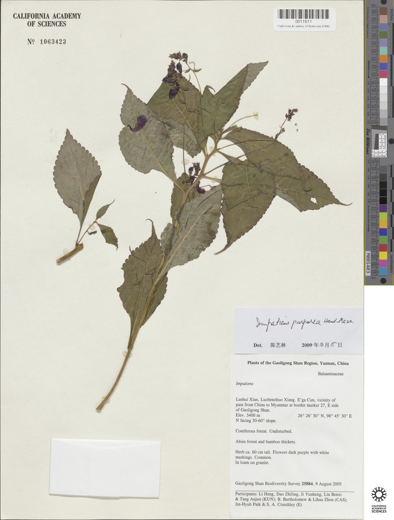 Impatiens purpurea photo 3