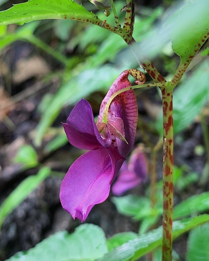 Impatiens purpureoscorpioides