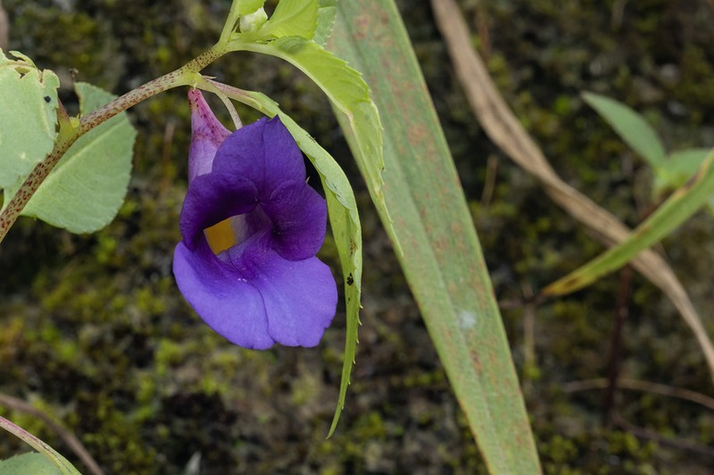 Impatiens purpureoscorpioides photo 2