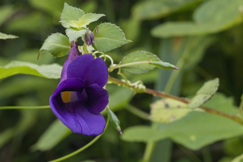 Impatiens purpureoscorpioides photo 3