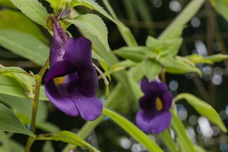 Impatiens purpureoscorpioides photo 4