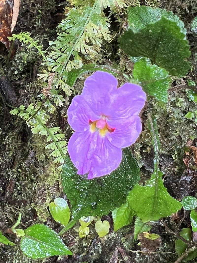 Impatiens purpureoviolacea