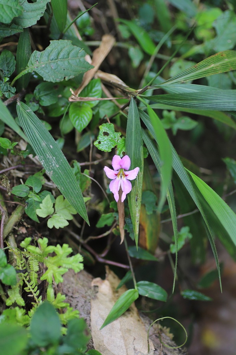 Impatiens purpureoviolacea photo 2