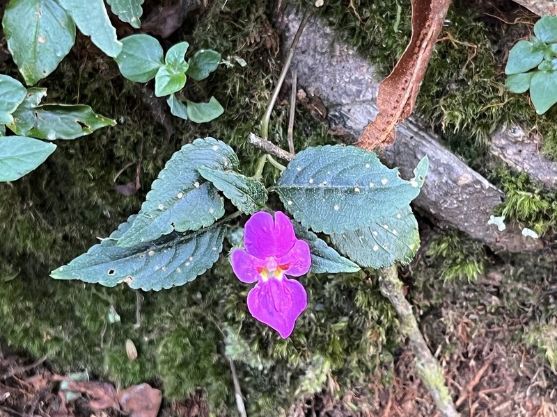 Impatiens purpureoviolacea photo 3