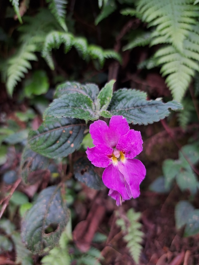 Impatiens purpureoviolacea photo 4