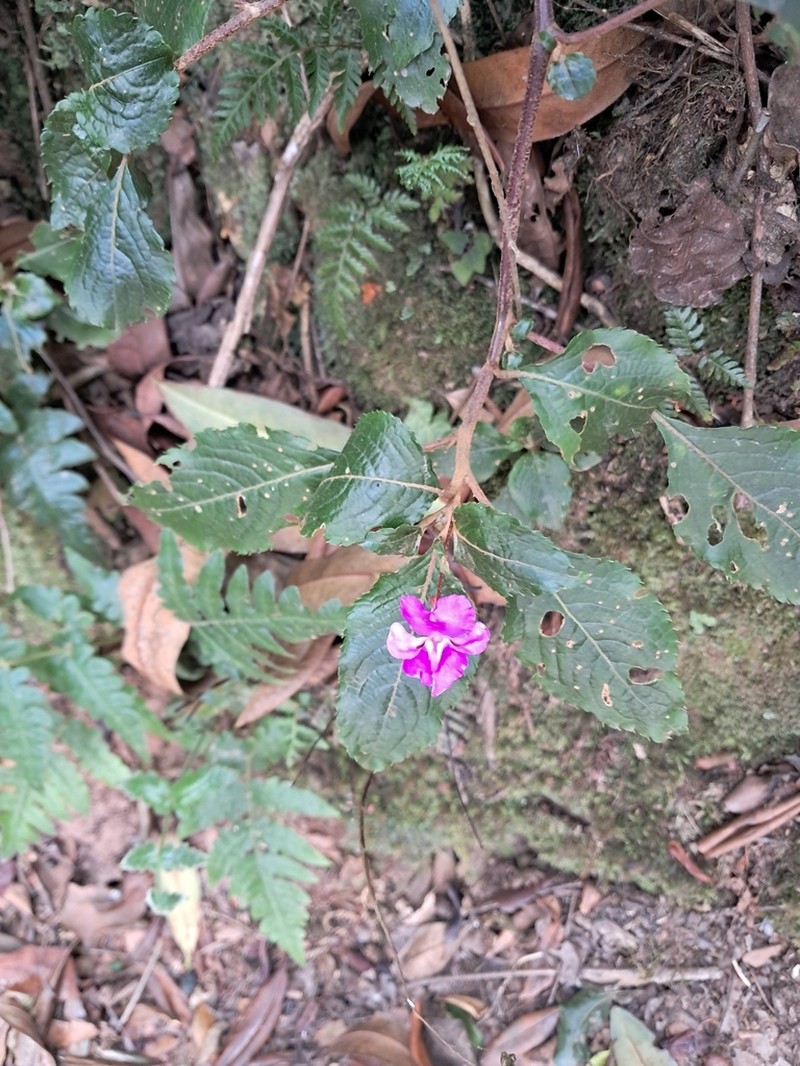 Impatiens purpureoviolacea photo 5