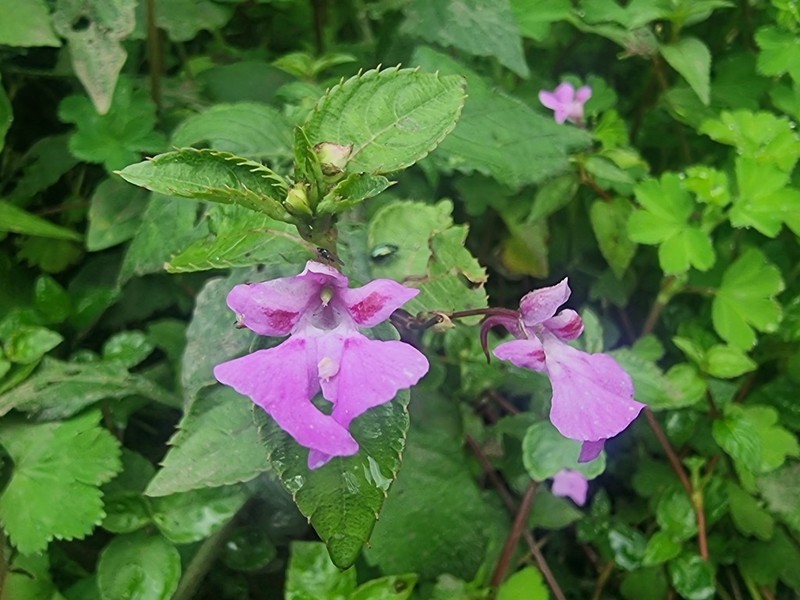 Impatiens purpureoviolacea photo 6