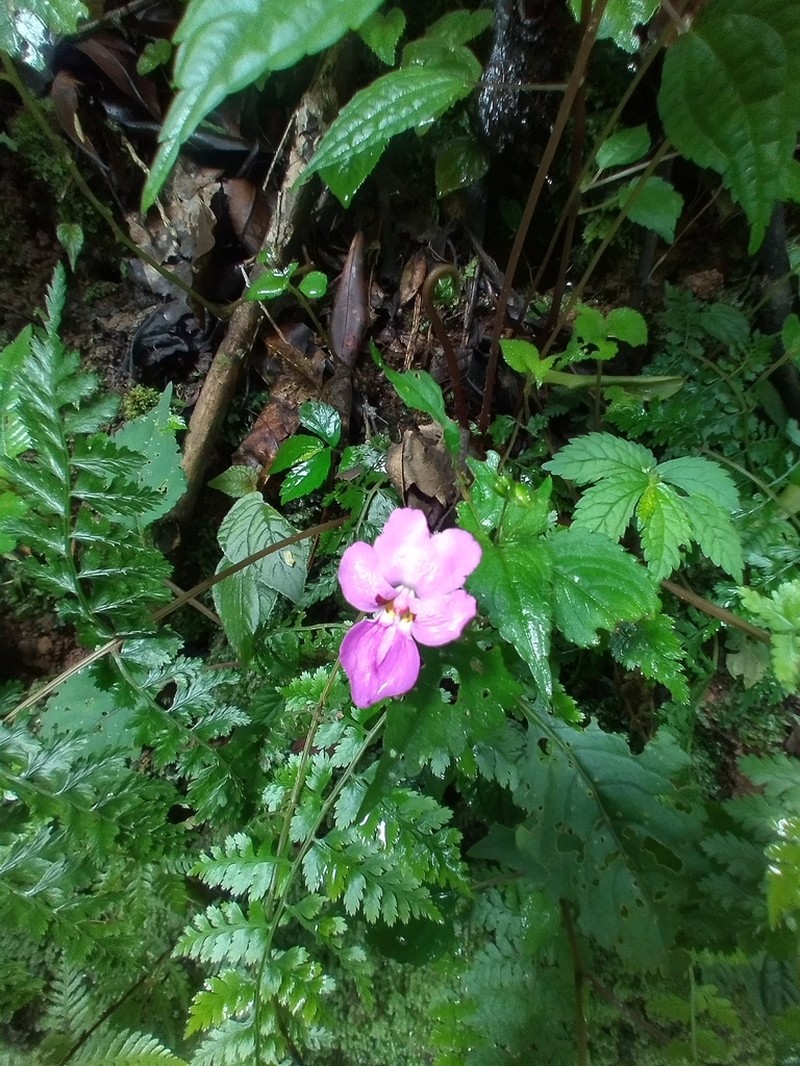Impatiens purpureoviolacea photo 7