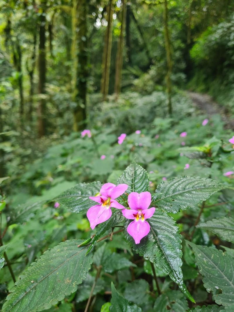Impatiens purpureoviolacea photo 8