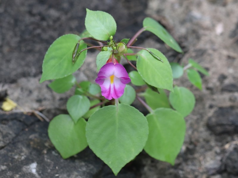 Impatiens putii