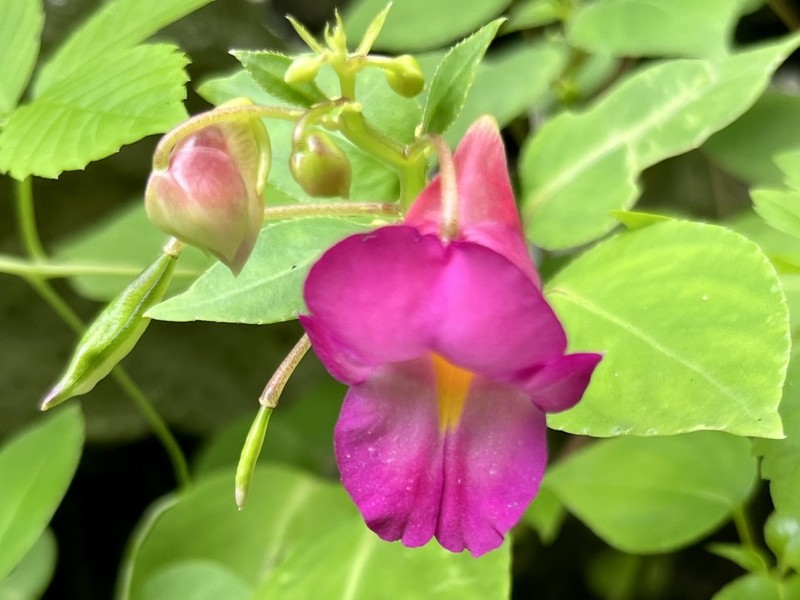 Impatiens putii photo 2