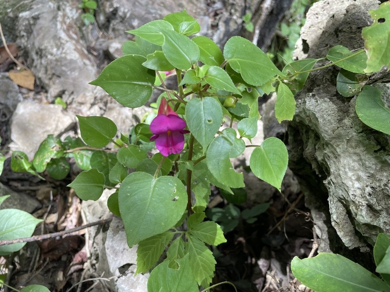 Impatiens putii photo 3