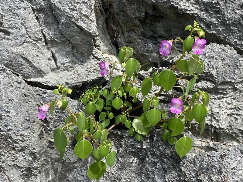 Impatiens putii photo 4