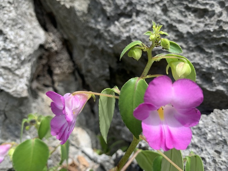 Impatiens putii photo 5