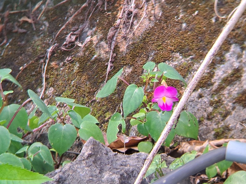 Impatiens putii photo 6