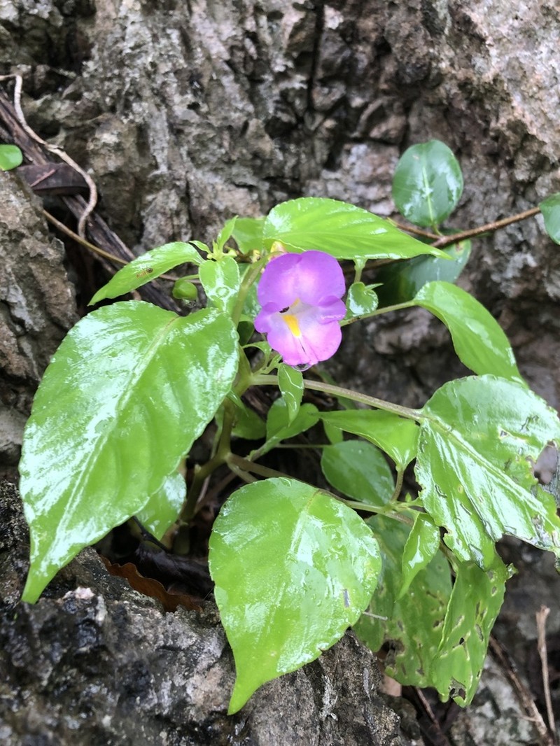 Impatiens putii photo 8