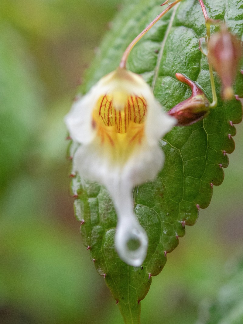 Impatiens pyrorhiza photo 2