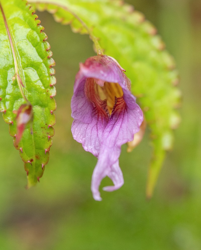 Impatiens pyrorhiza photo 3