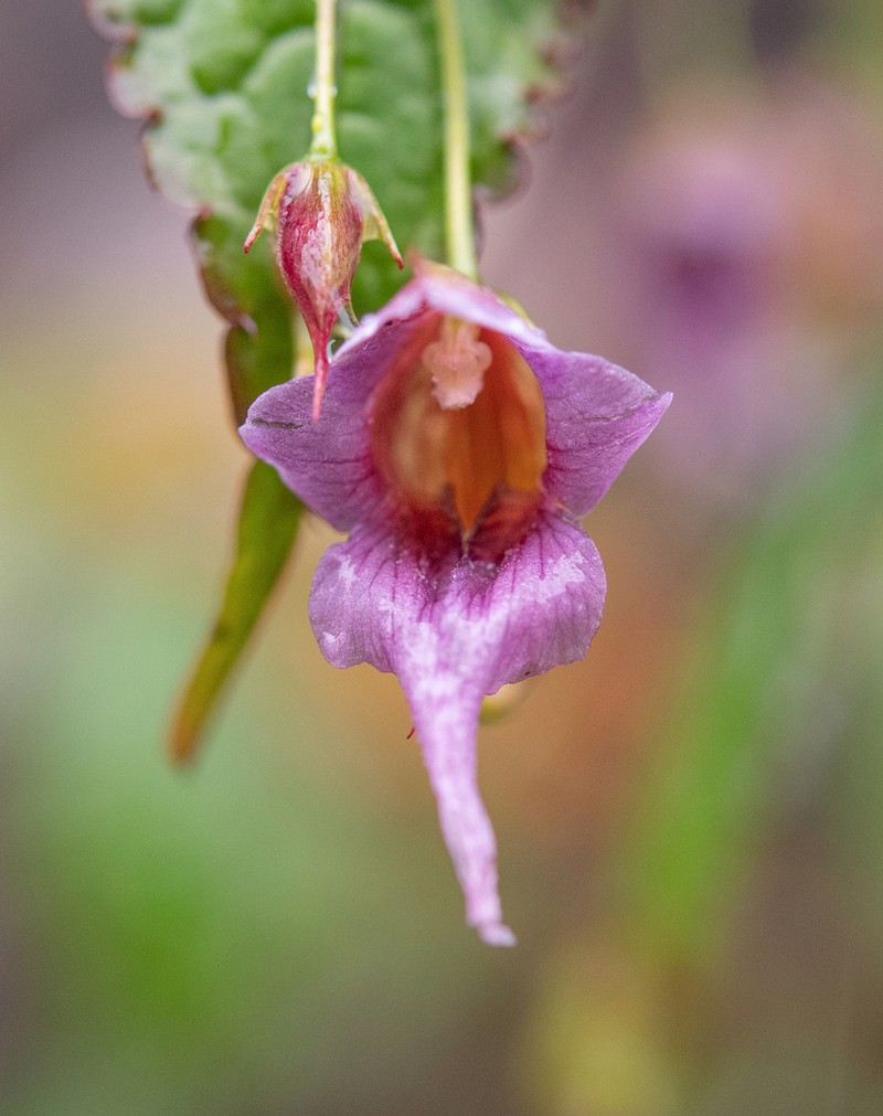 Impatiens pyrorhiza photo 4