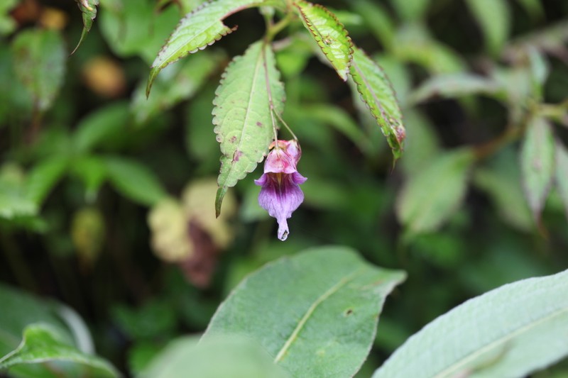 Impatiens pyrorhiza photo 5