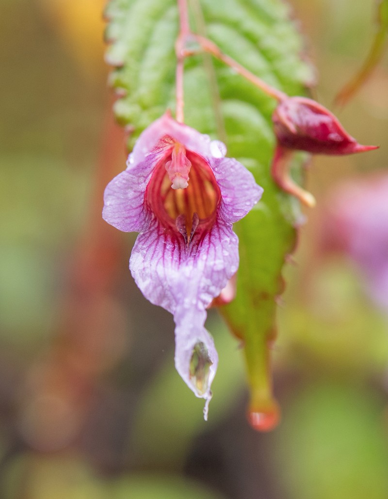Impatiens pyrorhiza photo 6