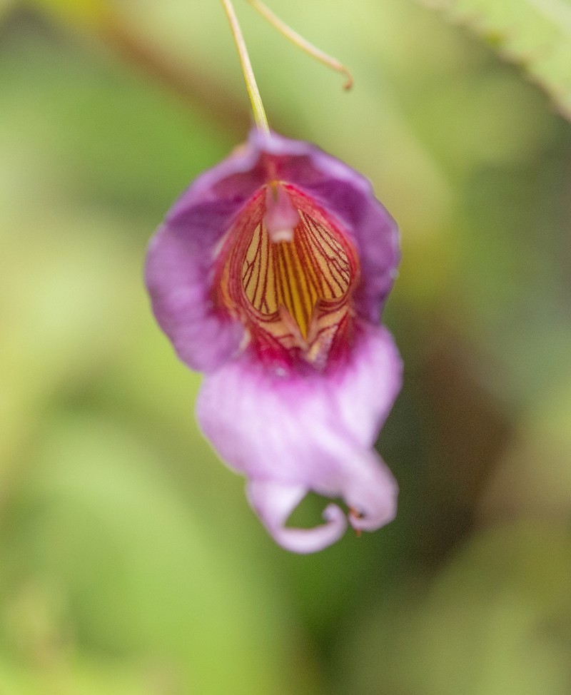 Impatiens pyrorhiza photo 7