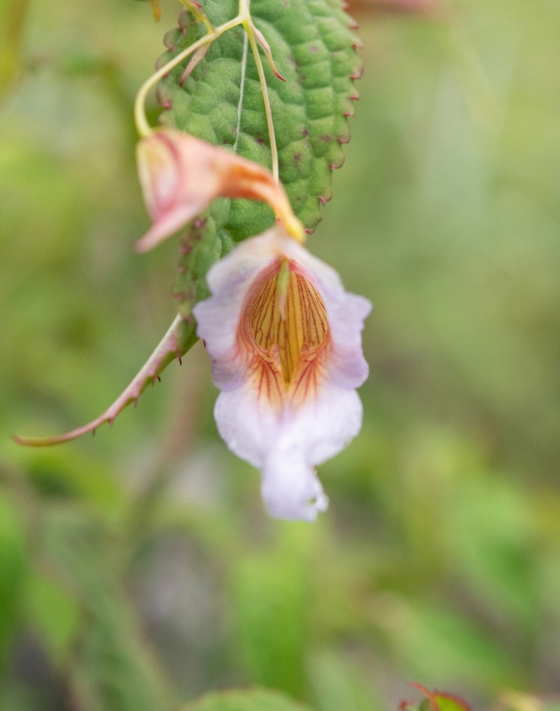 Impatiens pyrorhiza photo 8