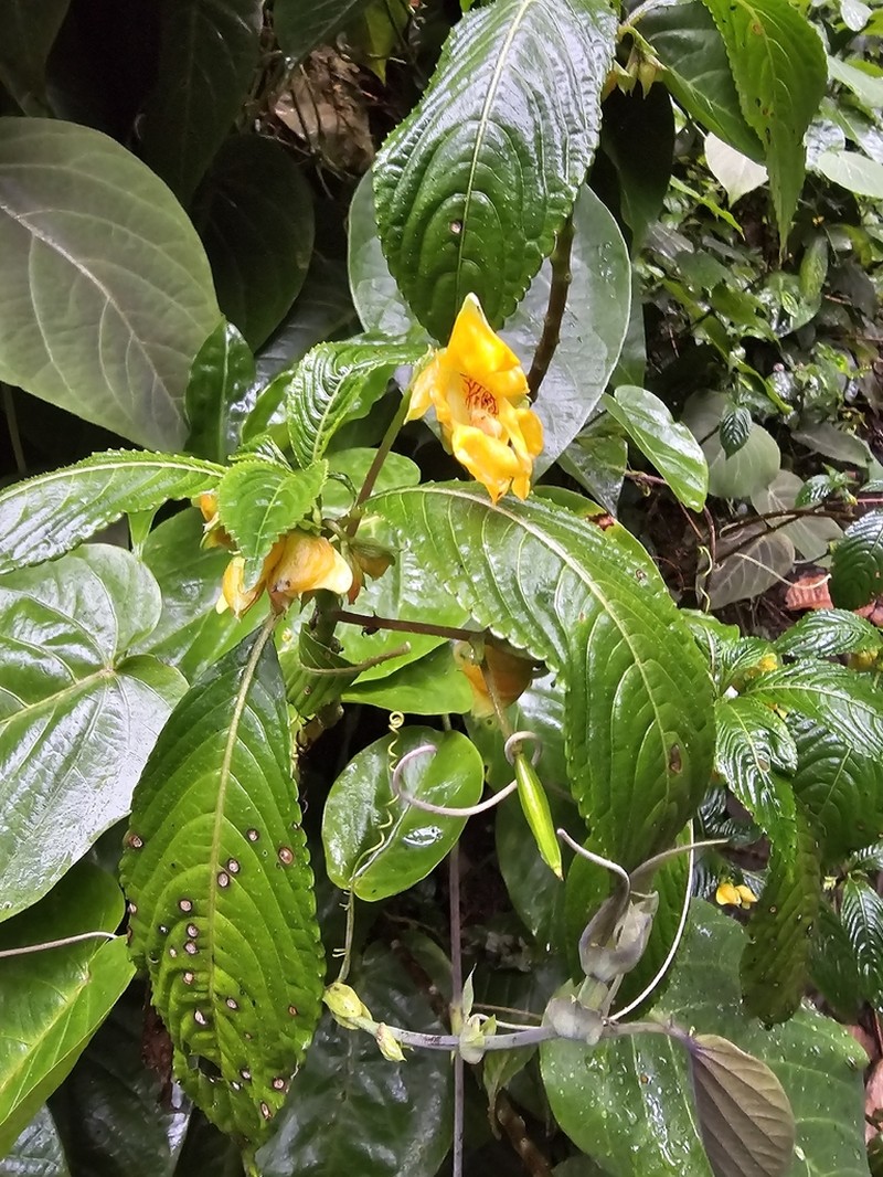 Impatiens pyrrhotricha photo 2