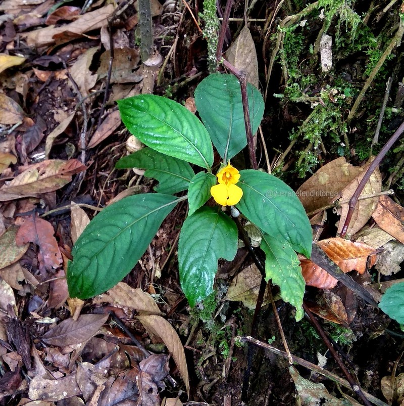 Impatiens pyrrhotricha photo 3