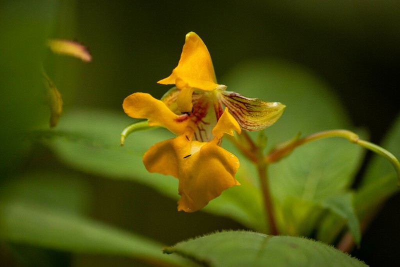 Impatiens pyrrhotricha photo 4