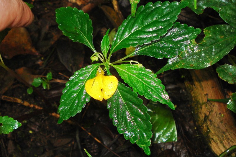 Impatiens pyrrhotricha photo 5