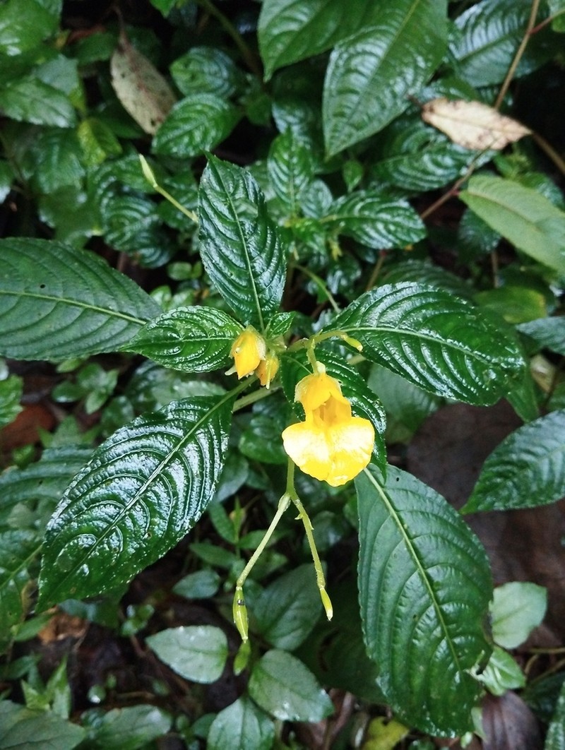 Impatiens pyrrhotricha photo 6