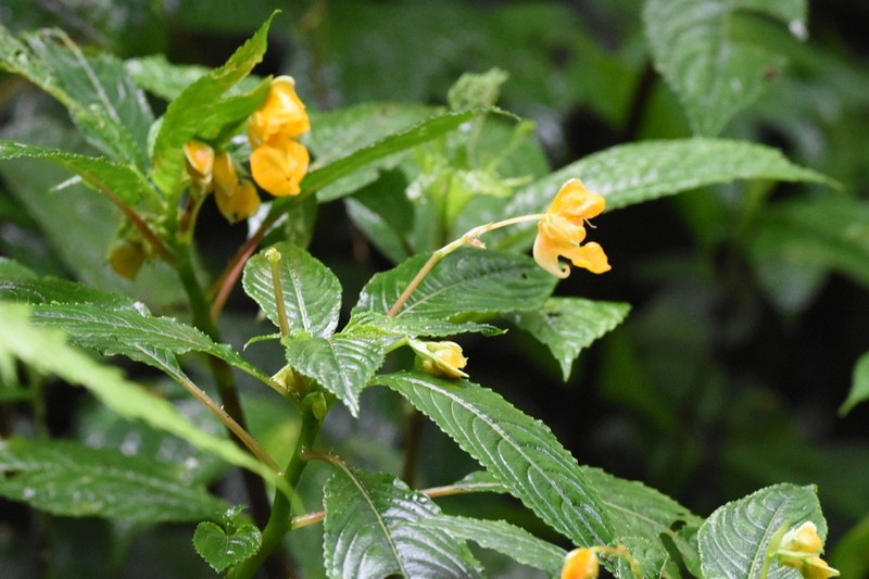 Impatiens pyrrhotricha photo 7