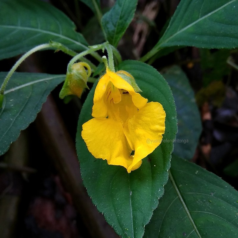 Impatiens pyrrhotricha photo 8