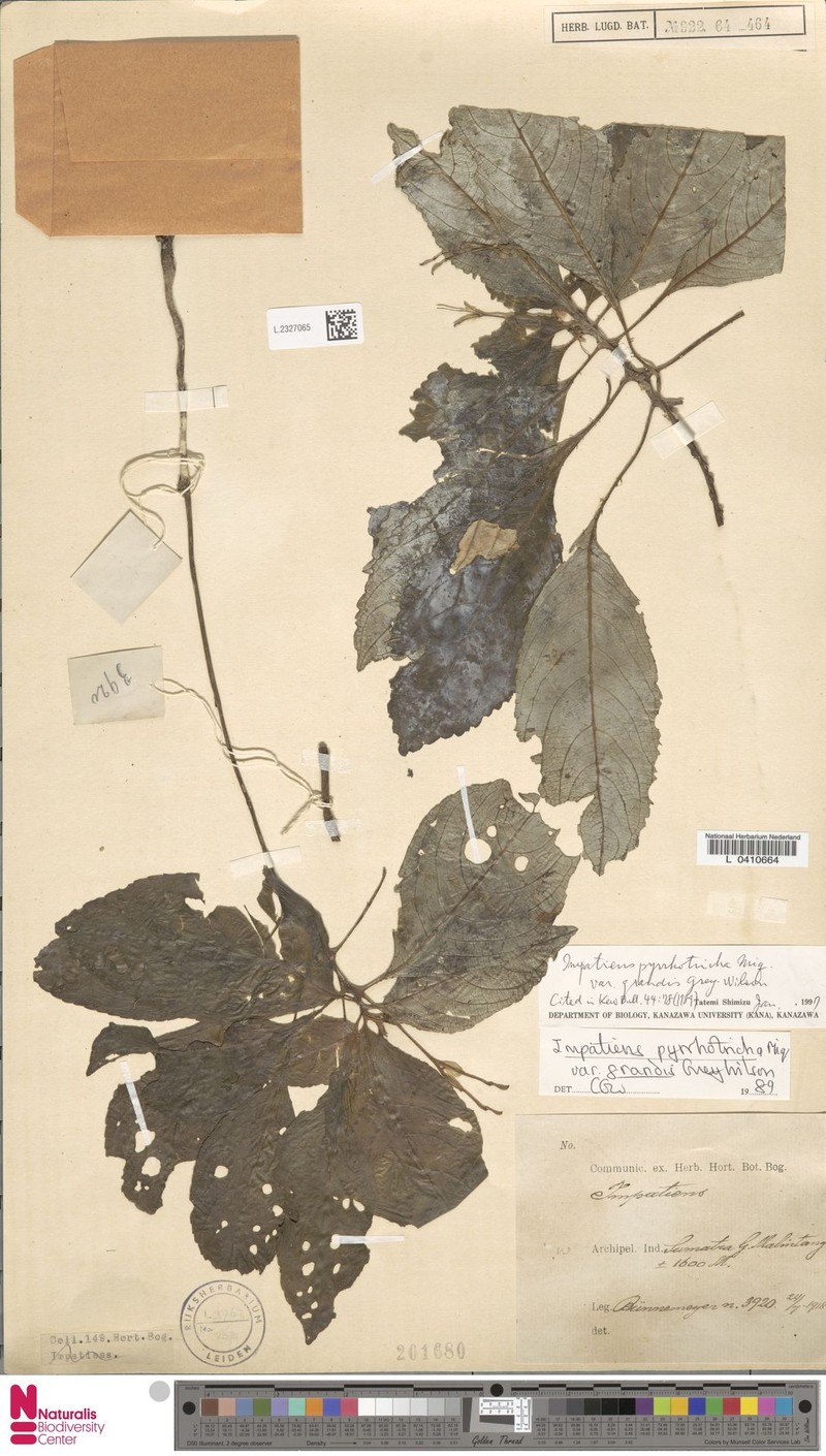 Impatiens pyrrhotricha var. grandis