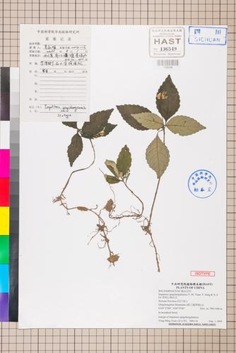 Impatiens qingchengshanica