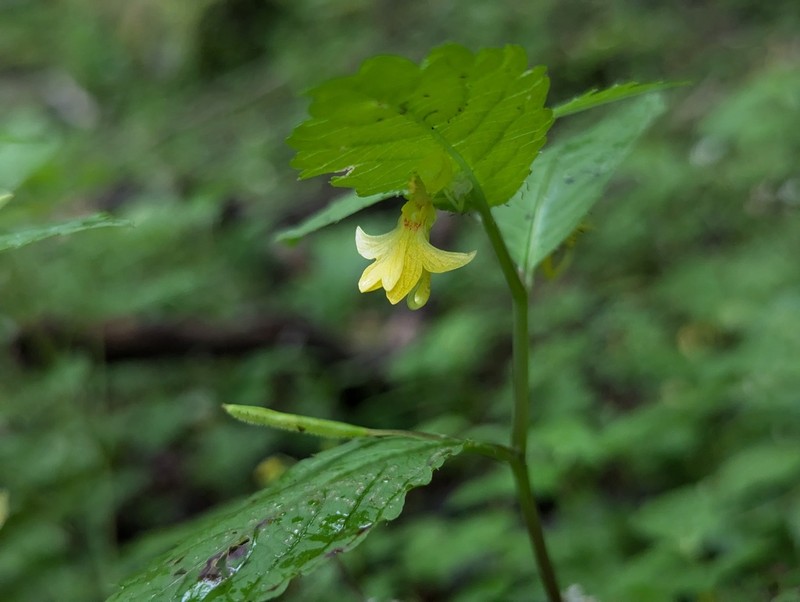 Impatiens quadriloba