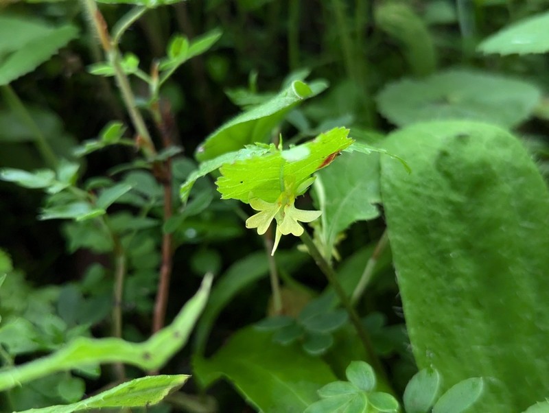 Impatiens quadriloba photo 2