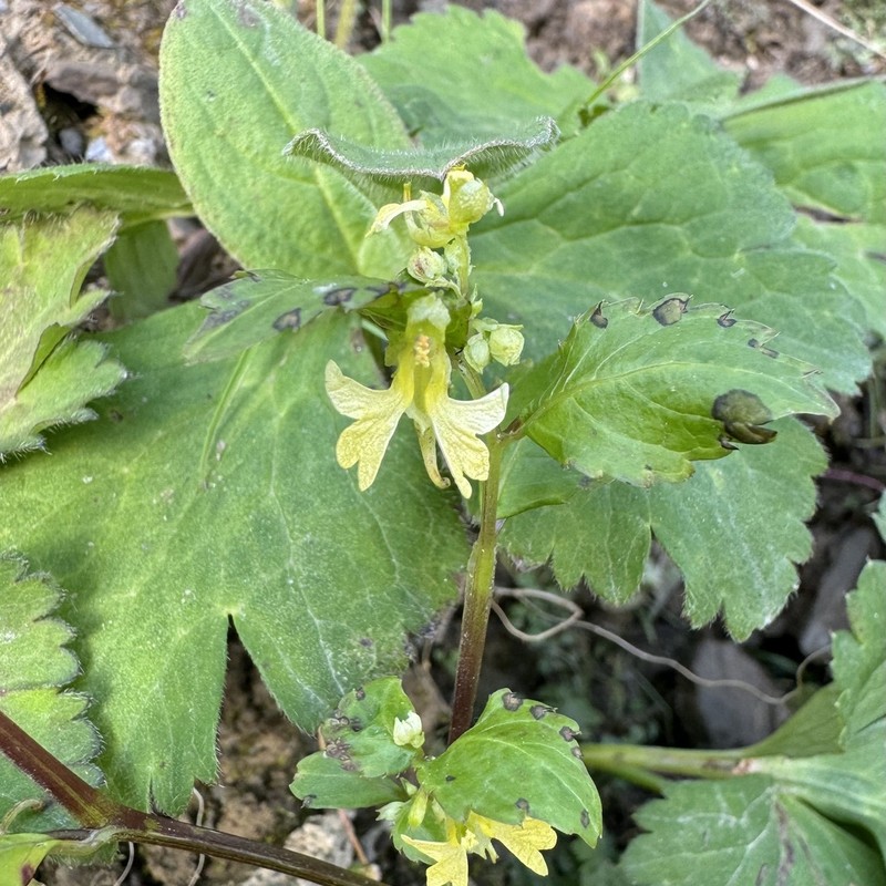 Impatiens quadriloba photo 3
