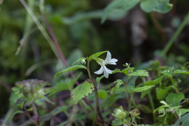 Impatiens quadriloba photo 4