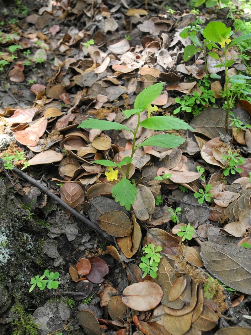 Impatiens quadriloba photo 6