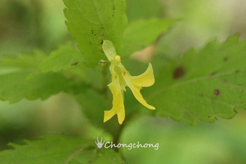 Impatiens quadriloba photo 7