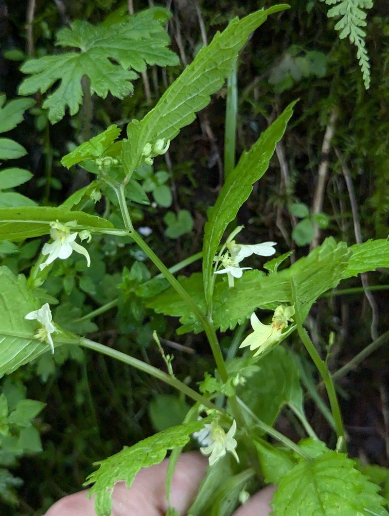 Impatiens quadriloba photo 8