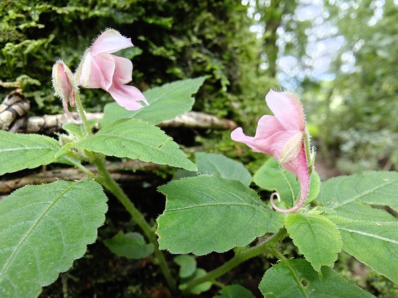 Impatiens quintadecimacopii
