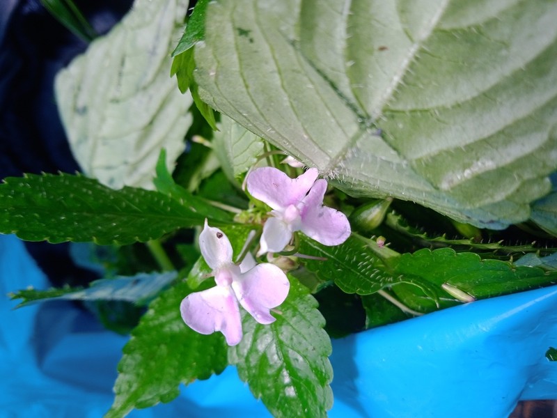Impatiens quisqualis