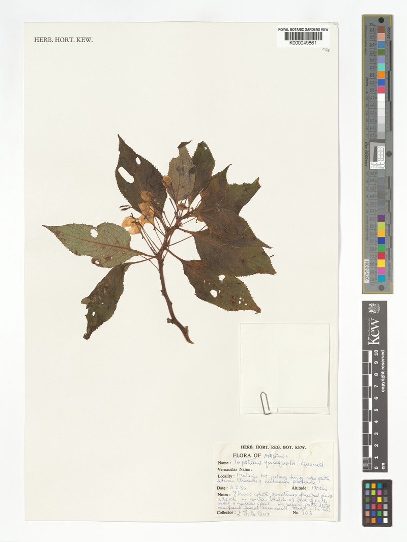 Impatiens quisqualis photo 2